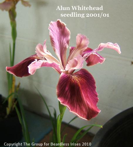 Alun Whitehead - seedling 2001_01 (2)
